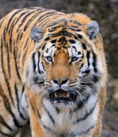 /album/galleria-fotografica/tigre-africana-jpg/